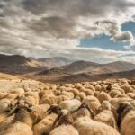 Baaaaaa. Photo by Mahir Uysal via Unsplash.com.