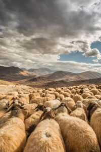 Baaaaaa. Photo by Mahir Uysal via Unsplash.com.