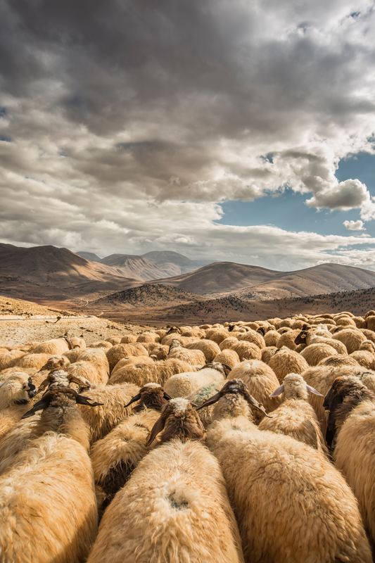 Aussie Mohair might get its mojo back, but high street fashion is pulling (their hair) out